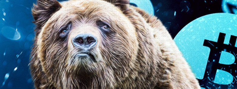 bear