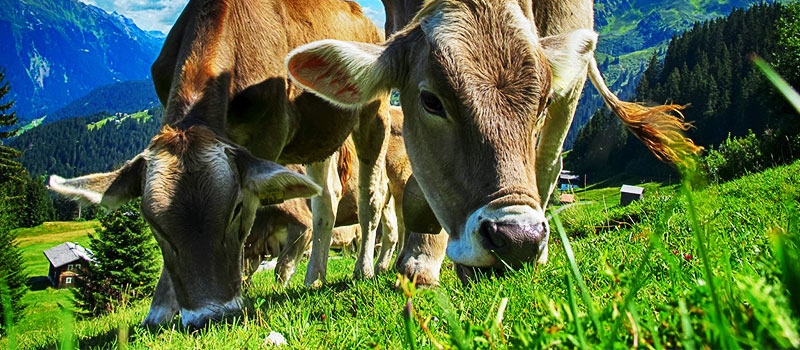 cow-01