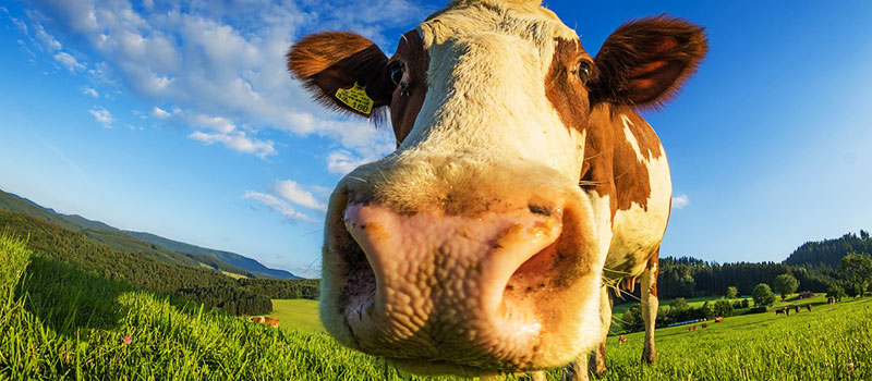 cow