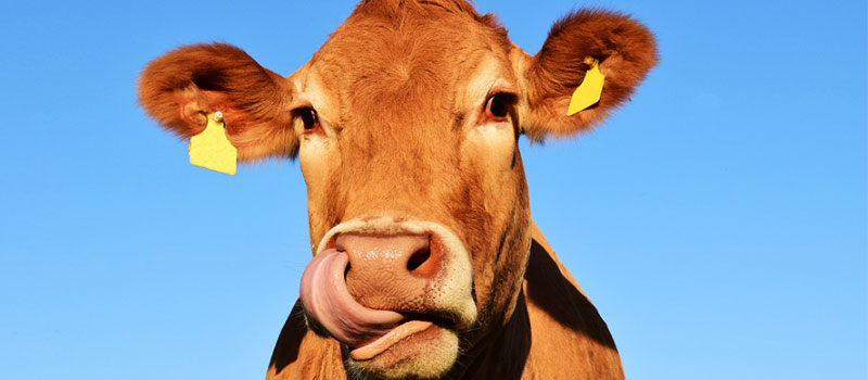 cow