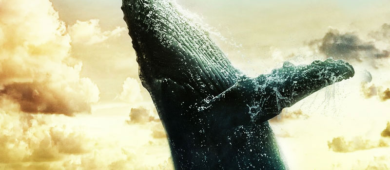 whale
