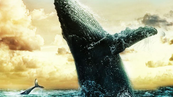 ビットコインを大量保有する「クジラ」詳細情報や影響力が明らかに ー Chainalysis