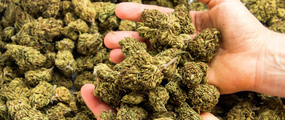 cannabisの画像