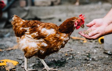 IBMのブロックチェーン技術で「鶏肉ブランド」の安全保証｜フランス小売大手カルフール