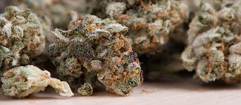 Cannabis