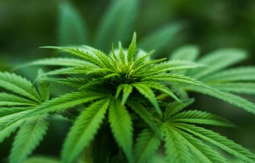 合法化進む「大麻」へのブロックチェーン活用｜急成長する2大産業の現状と今後の可能性