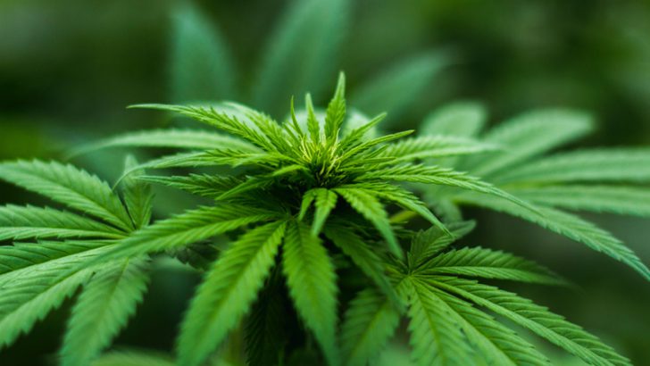 合法化進む「大麻」へのブロックチェーン活用｜急成長する2大産業の現状と今後の可能性