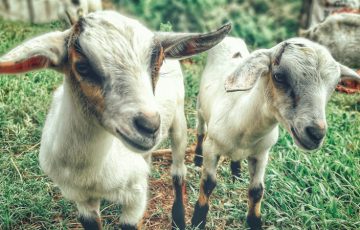 仮想通貨を送金して動物に「餌やり」オンラインで飼育できる環境を構築