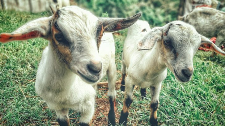 仮想通貨を送金して動物に「餌やり」オンラインで飼育できる環境を構築