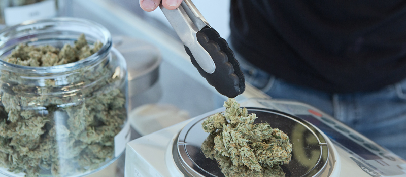 cannabisの画像