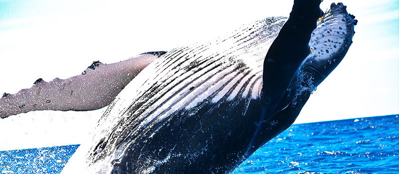 whale