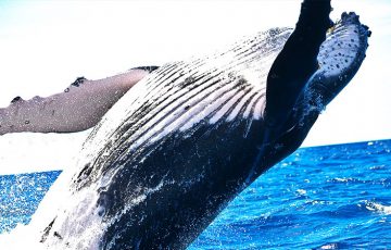 眠っていた「クジラ」が活動開始｜BTC・XRPなど複数の仮想通貨で大量の資金移動