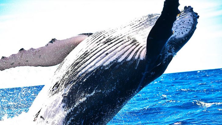 眠っていた「クジラ」が活動開始｜BTC・XRPなど複数の仮想通貨で大量の資金移動