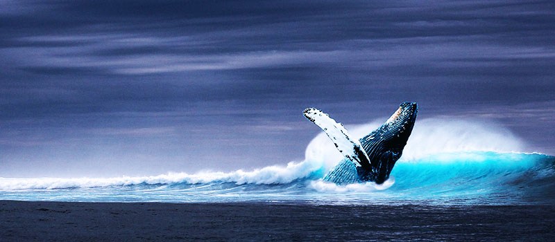 whale