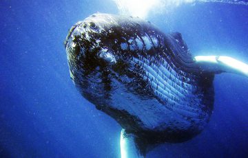 ビットコインに大規模な価格変動の前触れか｜冬眠状態の「クジラ」に資産移動の動き