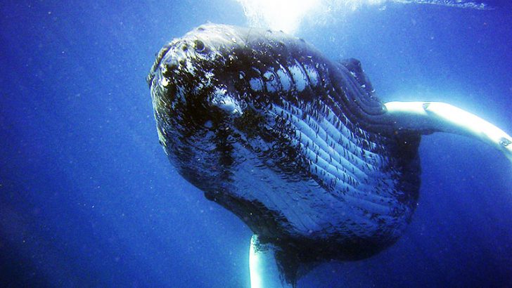 ビットコインに大規模な価格変動の前触れか｜冬眠状態の「クジラ」に資産移動の動き