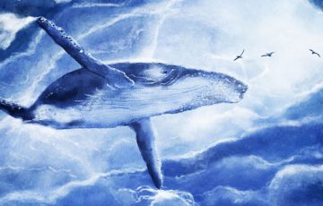 ビットコインクジラは順調に資産を増やす｜2ヶ月間の下落相場で「15万BTC」買い貯め