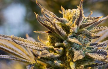 大麻ビジネス「納税問題」を仮想通貨で解決｜カリフォルニア州議会議員が法案を提出
