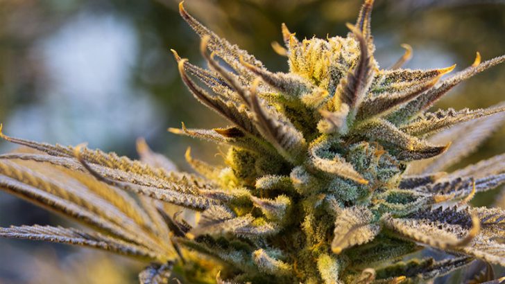 大麻ビジネス「納税問題」を仮想通貨で解決｜カリフォルニア州議会議員が法案を提出