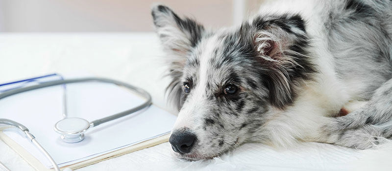 Veterinarian