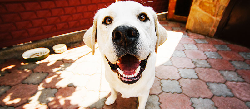 dog
