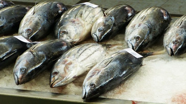 北米最大のシーフードメーカーがブロックチェーン導入「マグロの捕獲場所」などを公開
