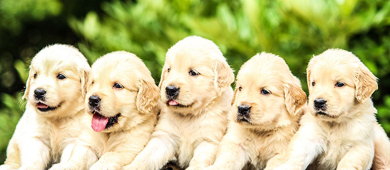 puppy