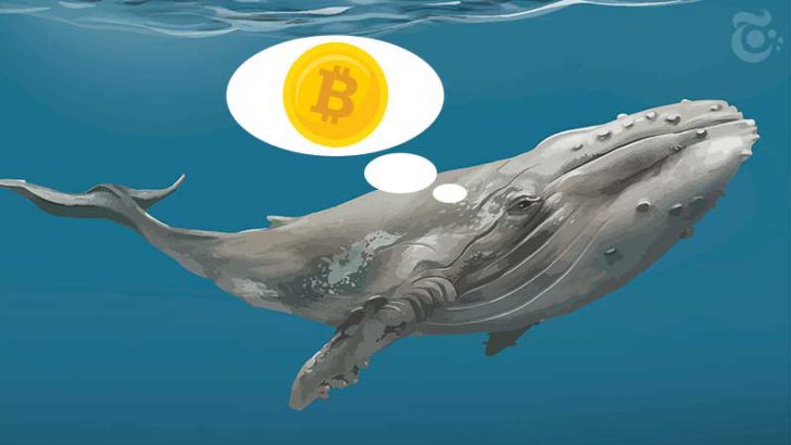 保有資産「約7,000BTC」のビットコインクジラが語る、暗号市場と今後の展望