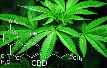 大麻のDNAデータをブロックチェーン管理「製品の透明性向上」図る：TheraCann×TruTrace