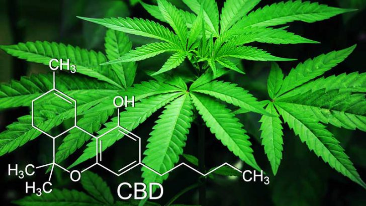 大麻のDNAデータをブロックチェーン管理「製品の透明性向上」図る：TheraCann×TruTrace