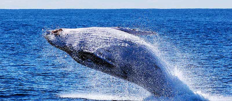 Whale