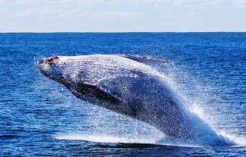 ビットコインクジラ、100万円付近での「押し目買い」を確認｜恐怖指数は減少傾向