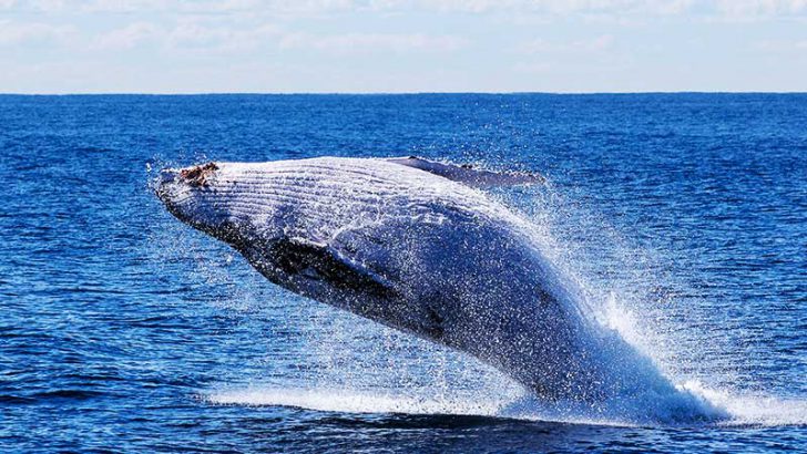 ビットコインクジラ、100万円付近での「押し目買い」を確認｜恐怖指数は減少傾向