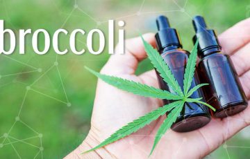 大麻業界の「調査コミュニティ構築」にブロックチェーン活用｜Broccoli×Measure Protocol