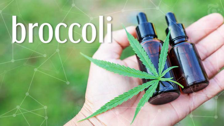 大麻業界の「調査コミュニティ構築」にブロックチェーン活用｜Broccoli×Measure Protocol