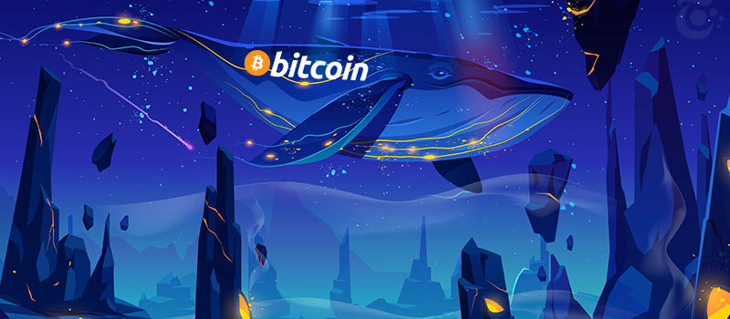 BTC-Whale-Halving
