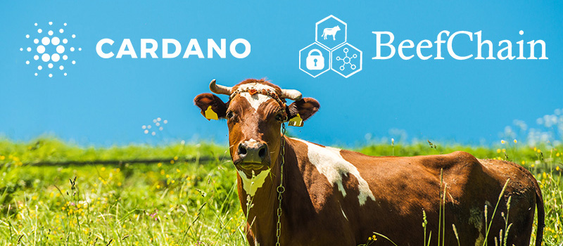 Cardano-BeefChain