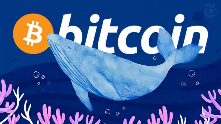 著名トレーダーが語る「ビットコインクジラ」になるための効果的な投資戦略