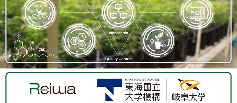 Symbol-Blockchain-Medical-Cannabis-InteReiwa