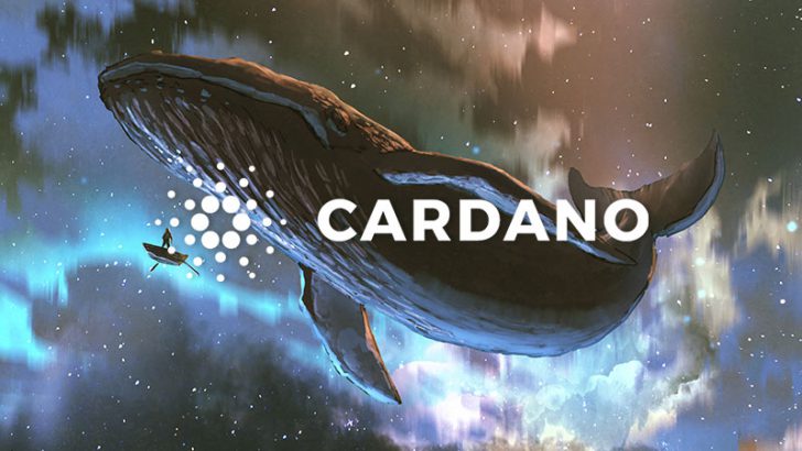 Cardano（ADA）のクジラウォレット数「過去16ヶ月間の最高値」に到達