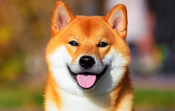 シバイヌ（SHIB）「Shibariumの再稼働」を正式発表｜怪しいトークンに関する注意喚起も