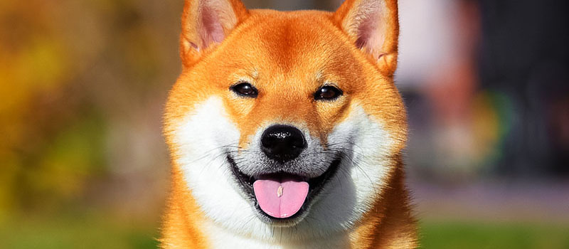ShibaInu-SHIB
