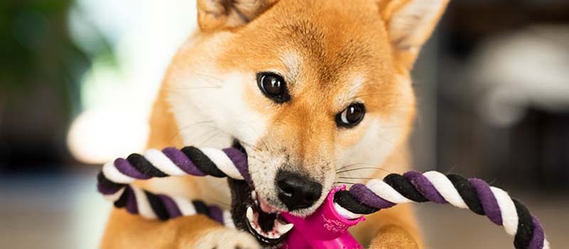 ShibaInu-SHIB-BONE