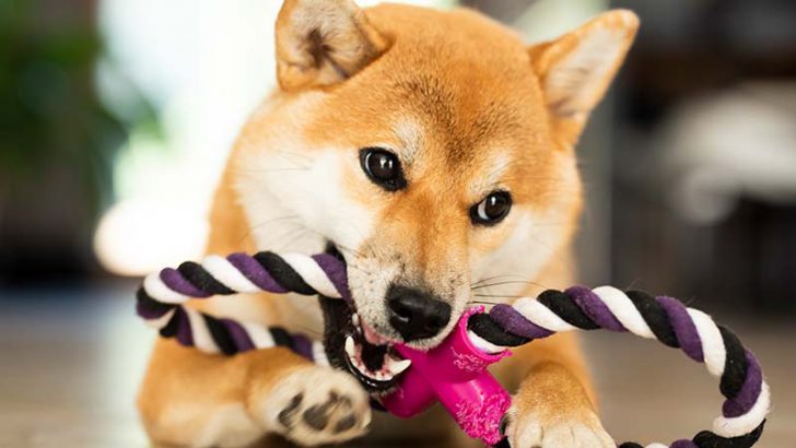 シバイヌチーム：Shibarium基盤の「WBONE」発表｜100万トランザクション達成の報告も