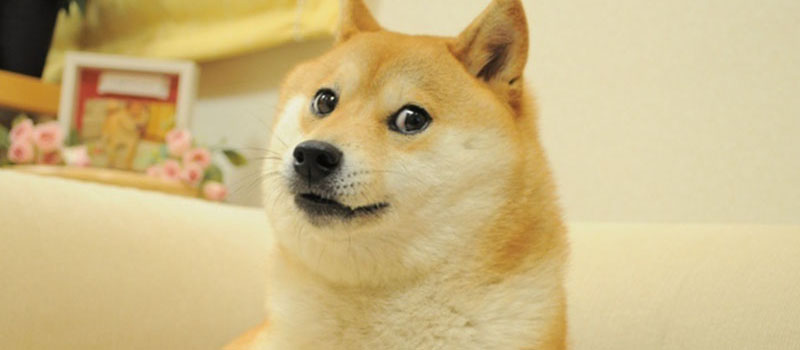 Doge-Kabosu