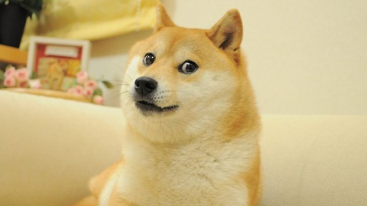 千葉県佐倉市：DOGEで知られる「かぼすちゃん」のモニュメントを公開