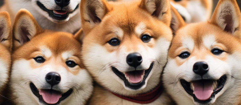 ShibaInu-SHIB