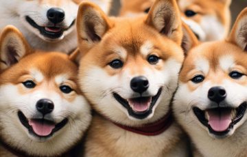 何かが始まる？シバイヌ主任開発者「SHIBインフルエンサー」に集合の呼びかけ
