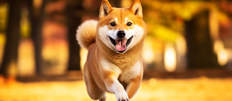 ShibaInu-SHIB