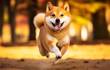 Shibarium：累計トランザクション数が1億を突破「3回のSHIBバーン」も予定